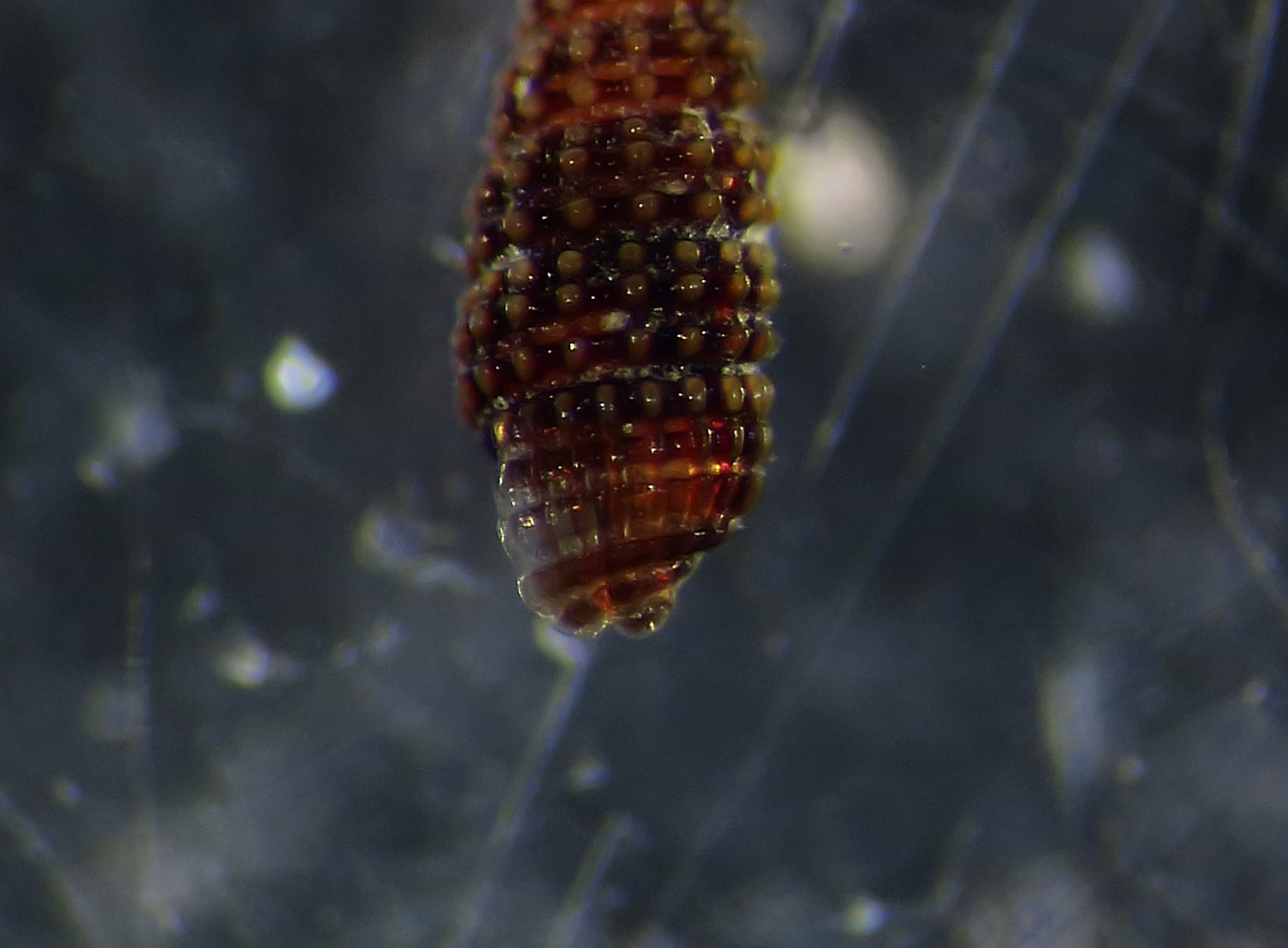Cerithiopsis da ID